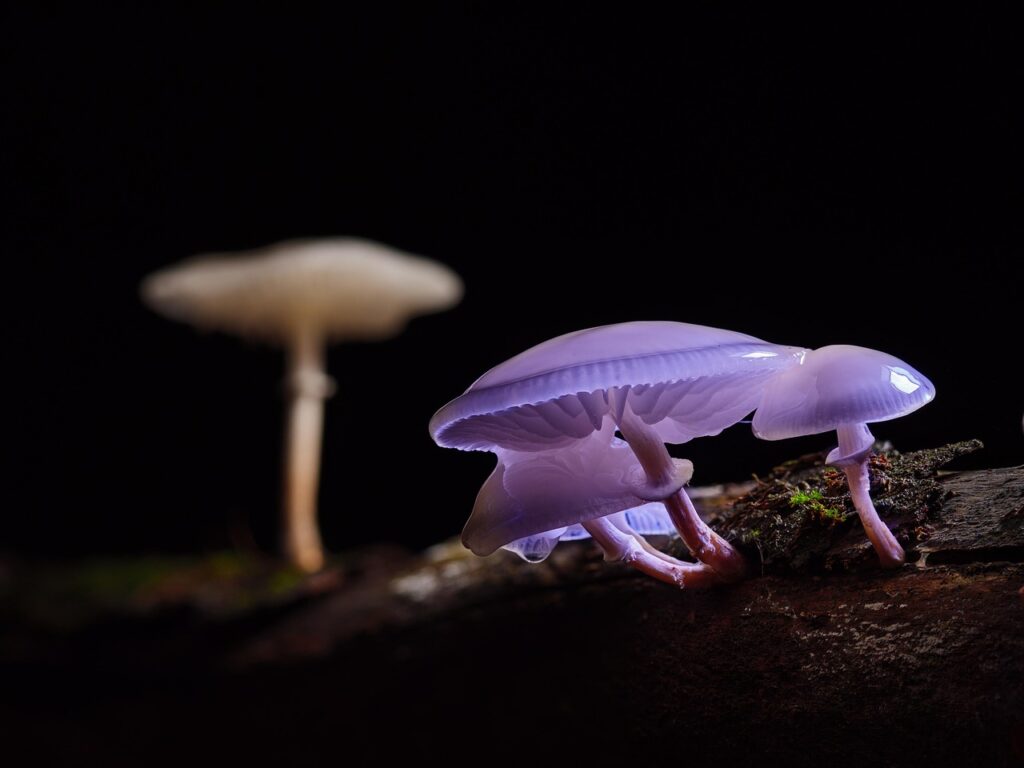 mushroom, mushrooms, beech slime root, forest mushroom, wild mushroom, mushroom, mushroom, mushroom, mushroom, mushroom, mushrooms, mushrooms